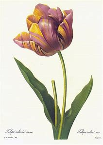 tulip12.png