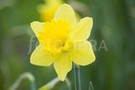 Daffodil.jpg
