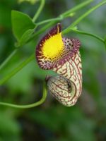 Birthwort (aristolochia sp)