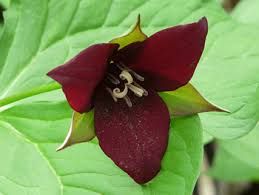 Birthroot (Trillium sp.)