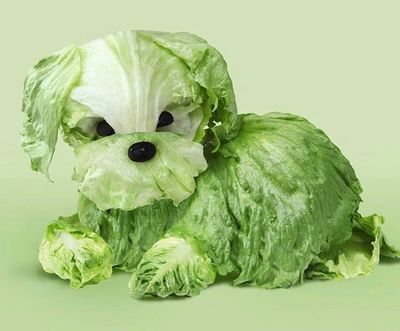 lettuce dog.jpg