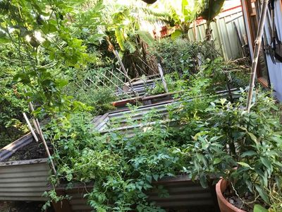 vegie garden 140420.jpg